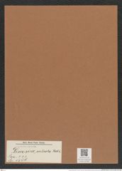 Discosira sulcata Rabh. (de-Toni-Nr.: Genus 222, Species 5508) Zeichnungen Sammlung Grunow Mappe 05288 (Herbarium_W_Grunow_drawings_Folder_05288)